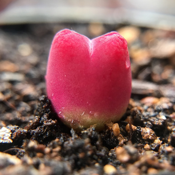 自家採種 コノフィツム 紅宝石マウガニー 種子 10粒+ 多肉植物