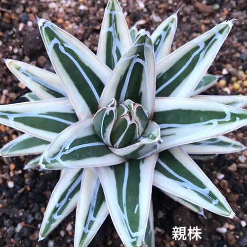 アガベ　氷山　10センチ❗　③ アガベ氷山