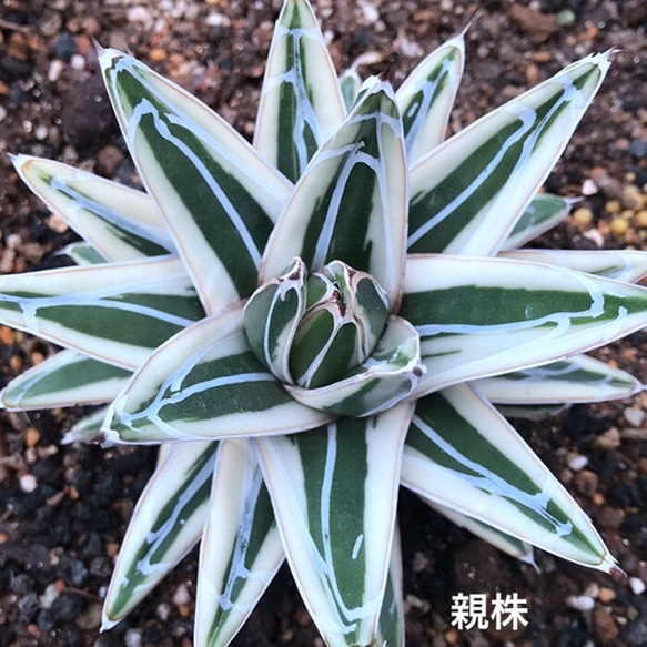レア美苗 多肉植物 アガベ 氷山 抜き苗 多肉植物 愛多肉-(AI レア美苗 多肉植物 アガベ 氷山 抜き苗 多肉植物 愛多肉-(AI