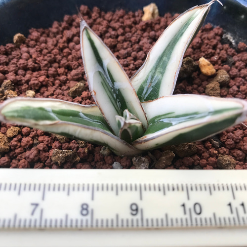 レア美苗 多肉植物 アガベ 氷山 抜き苗 多肉植物 愛多肉-(AI