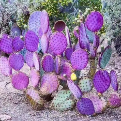 レア 多肉植物 オプンチア サンタリタ ウチワサボテン 多肉植物 愛多肉