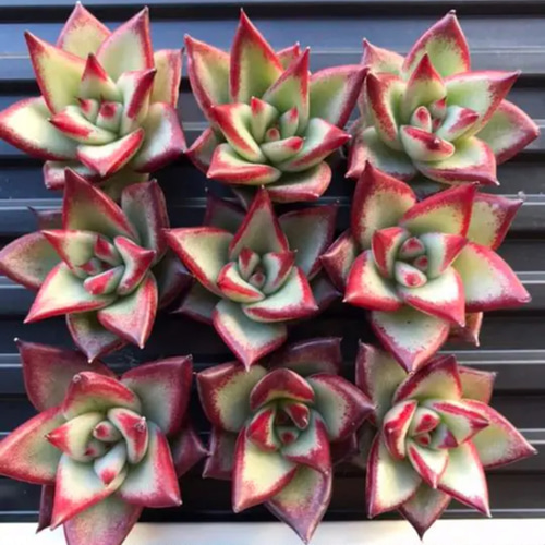 エボニー 抜き苗 多肉植物 【公式通販】