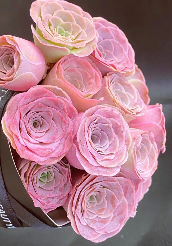 レア交配種 多肉植物 グリーノビア Rola 抜き苗 1苗 多肉植物 愛多肉