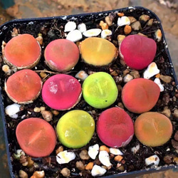 自家採種 コノフィツム マウガニー ミックス種子 100粒 多肉植物 愛