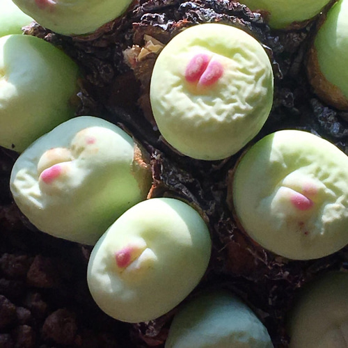 コノフィツム pageae PV1380 Plant -5- Conophytum Pageae Full Pot