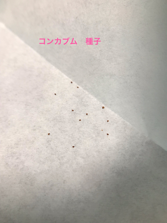 自家採種　コノフィツム  コンカブム　種子10粒　 2枚目の画像