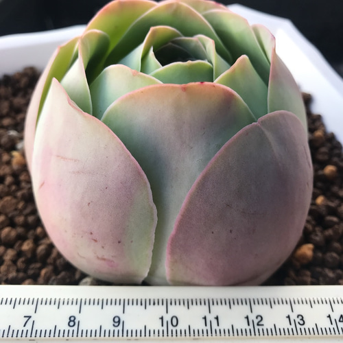 絶滅危惧種❣️多肉植物 グリーノビア パルマ 抜き苗 多肉植物 愛多肉