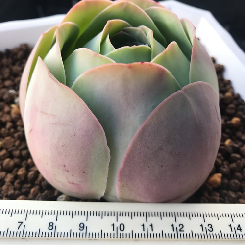 絶滅危惧種❣️多肉植物 グリーノビア パルマ 抜き苗 多肉植物 愛多肉