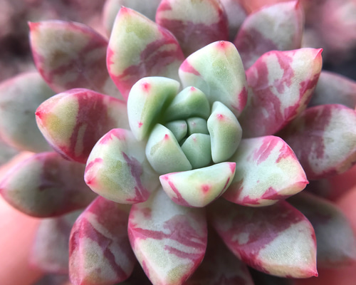 多肉植物 レア ピンクブロリー錦 輸入苗 カット苗✨美斑✨ 98 ブロリー