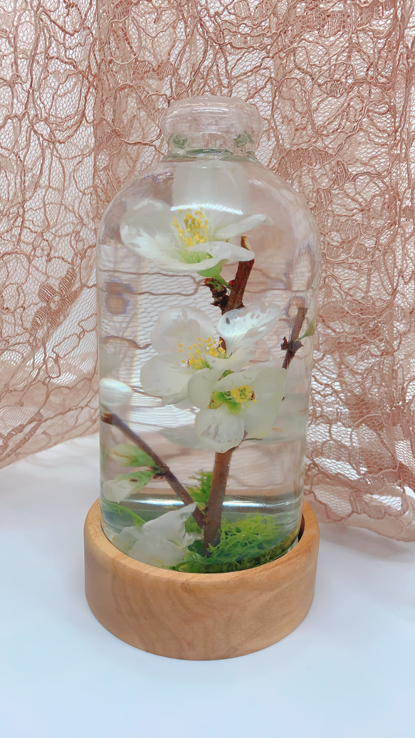flomeハーバリウム ボケの花のハーバリウム 2枚目の画像