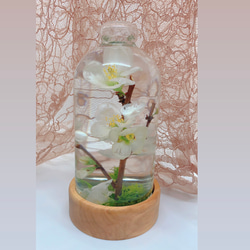 flomeハーバリウム ボケの花のハーバリウム 3枚目の画像