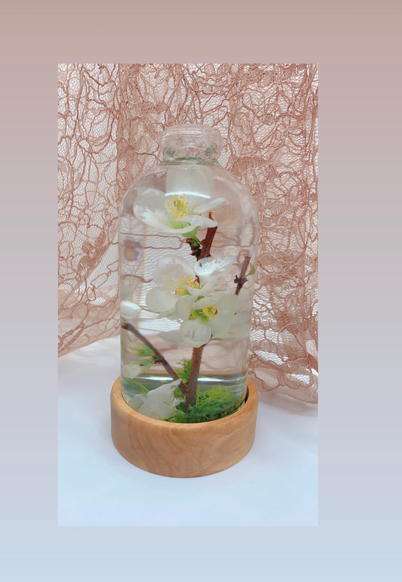 flomeハーバリウム ボケの花のハーバリウム 3枚目の画像