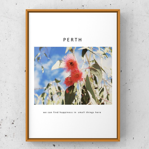 ポスター A4 花 オーストラリア パース ワイルドフラワー 写真 アート