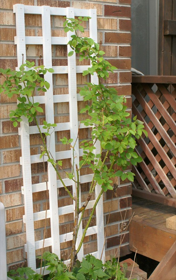 売り切れ木製ラティスフェンス付きフラワースタンド 3段ホワイト ◯3