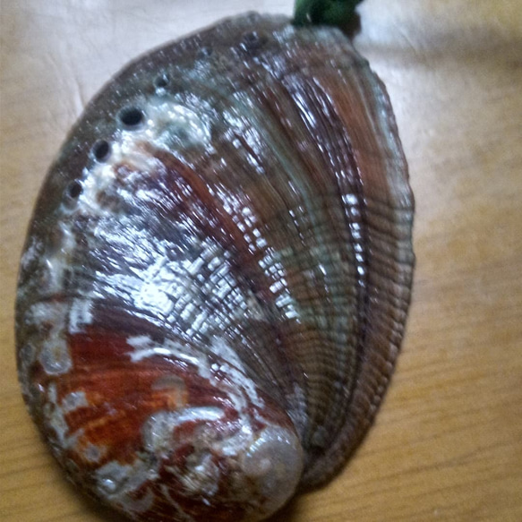 鮑の貝殻 大サイズ 2個 コーティング済 【公式通販】