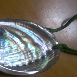アワビの貝殻 樹脂コーティング 2枚目の画像