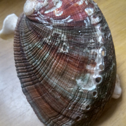 アワビの貝殻 樹脂コーティング 3枚目の画像