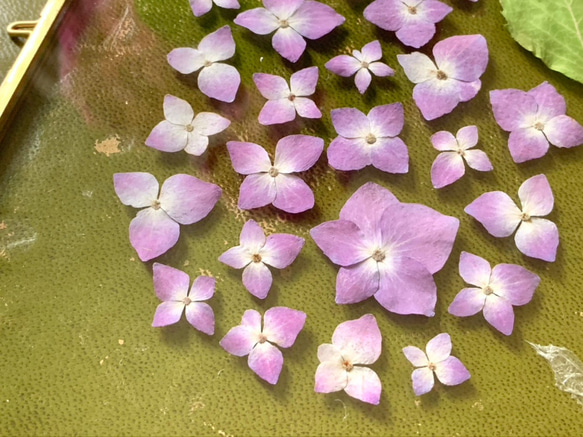 植物標本-紫陽花− ボタニカルパネル 3枚目の画像