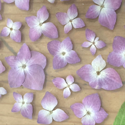 植物標本-紫陽花− ボタニカルパネル 6枚目の画像