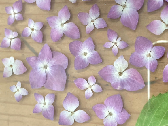 植物標本-紫陽花− ボタニカルパネル 6枚目の画像