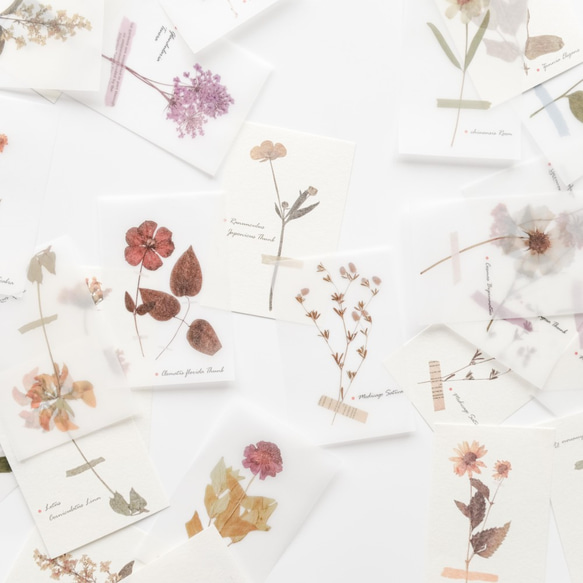 押し花調デザインペーパー 80枚 botanical [AZ982] その他雑貨