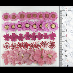 押し花素材　ピンクミックス3　　5種40輪入り 2枚目の画像