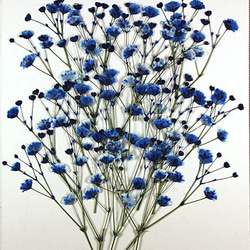 カスミソウ染色ロイヤルブルー 大小15枝 1枚目の画像