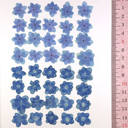 アジサイ テマリテマリ ブルー 40輪 2枚目の画像