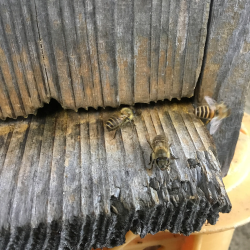 ニホンミツバチ蜜蝋クリーム10g2個セット その他インテリア雑貨 桃源郷