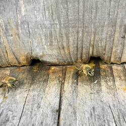 ニホンミツバチ蜜蝋クリーム10g2個セット 4枚目の画像
