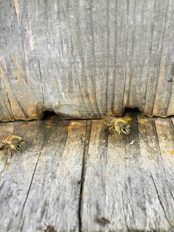 ニホンミツバチ蜜蝋クリーム10g2個セット 4枚目の画像