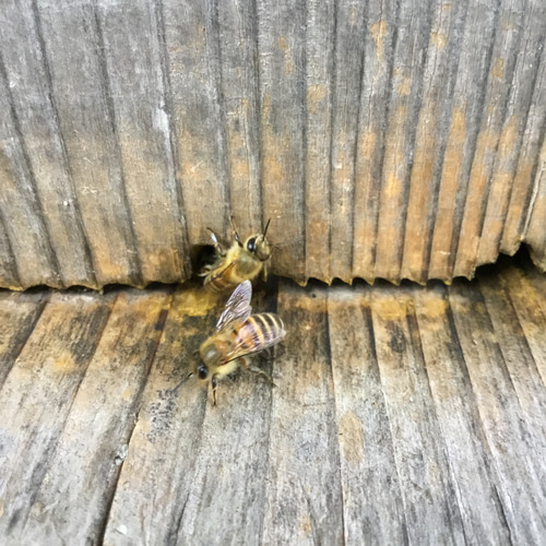 ニホンミツバチ蜜蝋クリーム10g2個セット その他インテリア雑貨 桃源郷