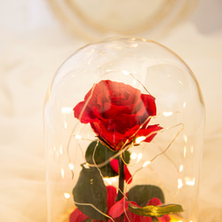 【唯一】美女與野獸 日本永生花 玫瑰 LED 玻璃鐘罩 夜燈 第4張的照片