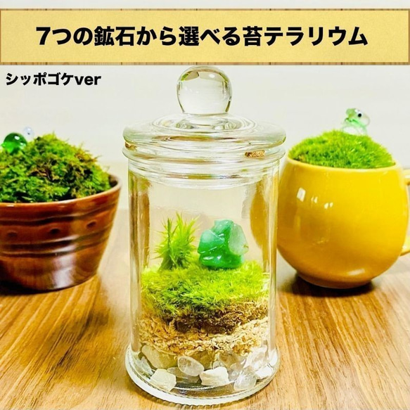 芸術の秋】苔テラリウム(苔リウム・コケリウム) シッポゴケver(選べる