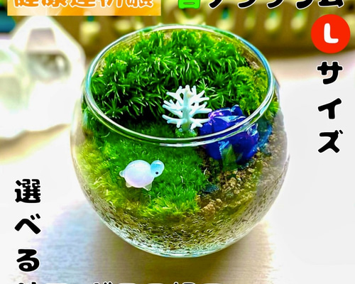 芸術の秋】健康運祈願の苔テラリウム(苔リウム・コケリウム) (選べる