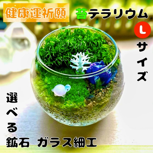 芸術の秋】健康運祈願の苔テラリウム(苔リウム・コケリウム) (選べる