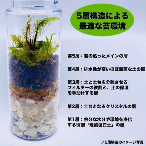 苔テラリウム　コレクション No.１ 苔テラリウム コレクション No.1 - メルカリ