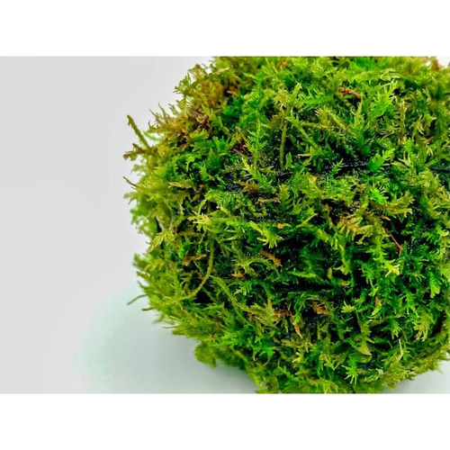 テラリウム】ミニ苔玉＋ガラスフィギュア+敷石用鉱石さざれ石 3点
