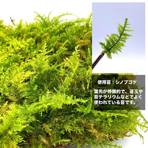 テラリウム】ミニ苔玉＋ガラスフィギュア+敷石用鉱石さざれ石 3点
