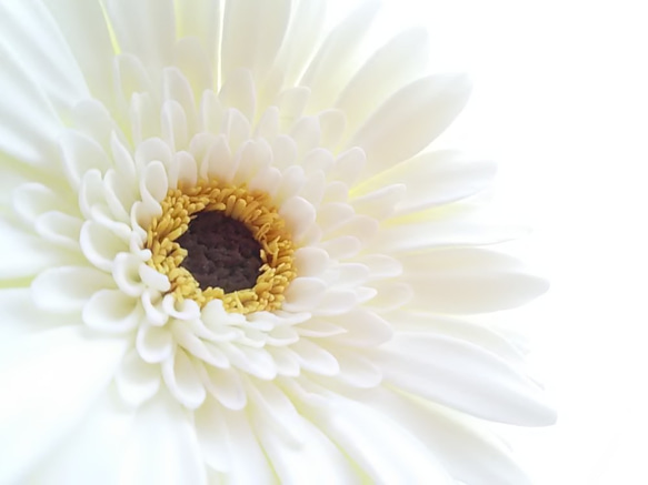 《定制》 ❁2 件套粘土花非洲菊，黑色芯和米白色內花，花瓶用 ❁ 第9張的照片