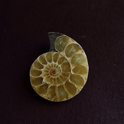 化石　D-15 化石D-15