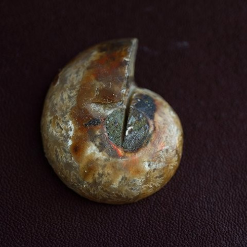 化石　D-15 化石D-15