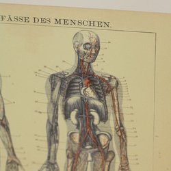 moihouse.. 人間の血管ポスター ドイツの医学書 2枚目の画像