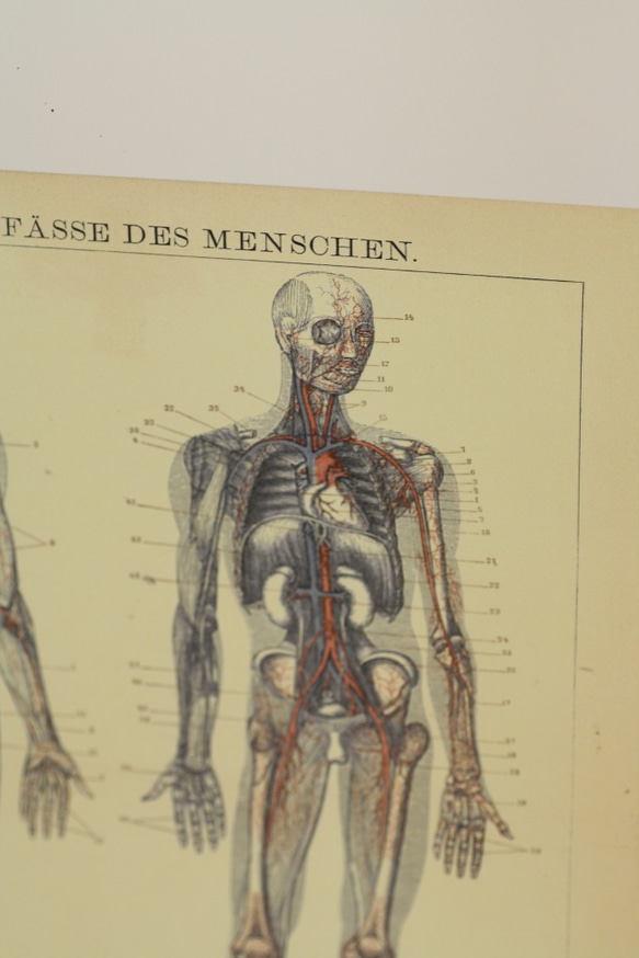 moihouse.. 人間の血管ポスター ドイツの医学書 2枚目の画像