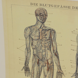 moihouse.. 人間の血管ポスター ドイツの医学書 3枚目の画像