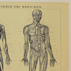 moihouse.. 人間の筋肉ポスター ドイツの医学書 2枚目の画像