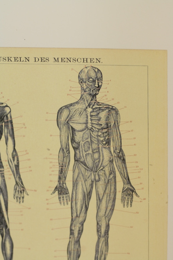 moihouse.. 人間の筋肉ポスター ドイツの医学書 2枚目の画像