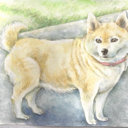 ワンちゃん水彩画にがおえオーダー（ペット似顔絵犬さん・うちの子イラスト）売上一部を保護犬猫活動に寄付 2枚目の画像