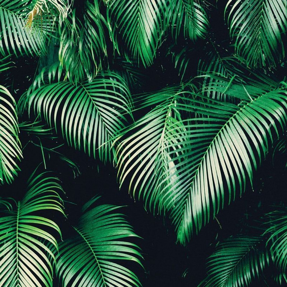Tropical Jungle Plants - トロピカル 植物 ポスター 2枚目の画像