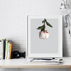 PEONY 牡丹 FLOWER お花 フローラル ポスター 2枚目の画像